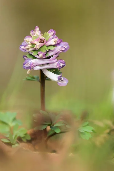 Fumewort Corydalis Liściasty Kwiat — Zdjęcie stockowe