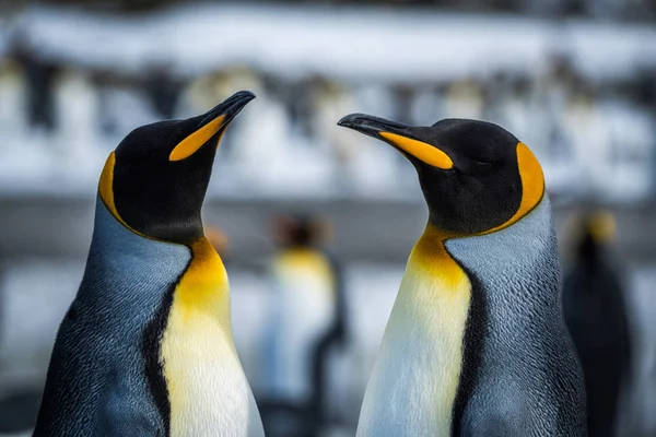 Close Two King Penguins Colony Stock Photo