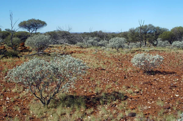 Landscape Australian Bush Stock Picture