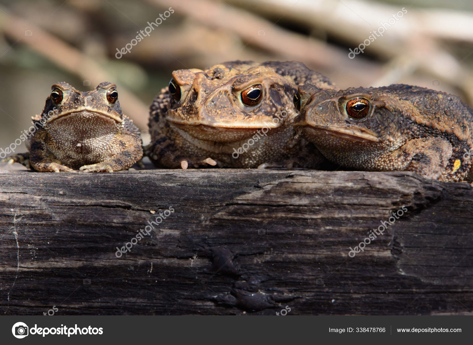 Three Toads Amphibians Sitting Log Looking Camera Stock Photo by