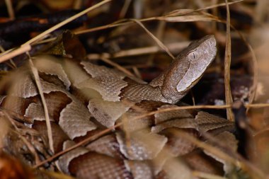dangerous snake, viper animal clipart