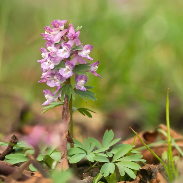 Fingered Larkspur Pubered Corydalis — стоковое фото