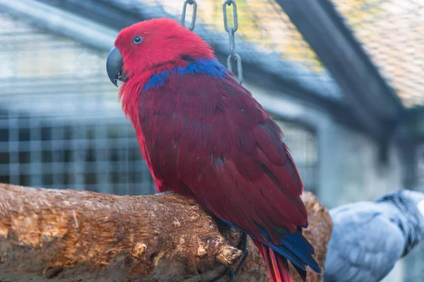 Piros Kék Tollazatú Papagáj — Stock Fotó