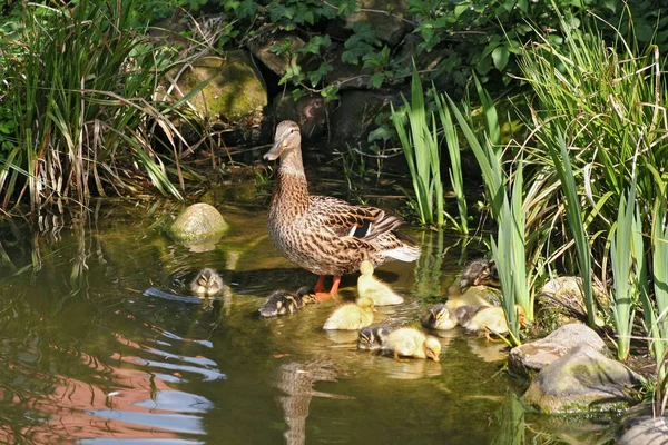 池の端でアヒルと一緒にいるマガモの母親 — ストック写真