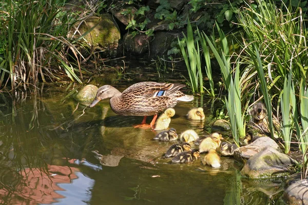 池の端でアヒルと一緒にいるマガモの母親 — ストック写真