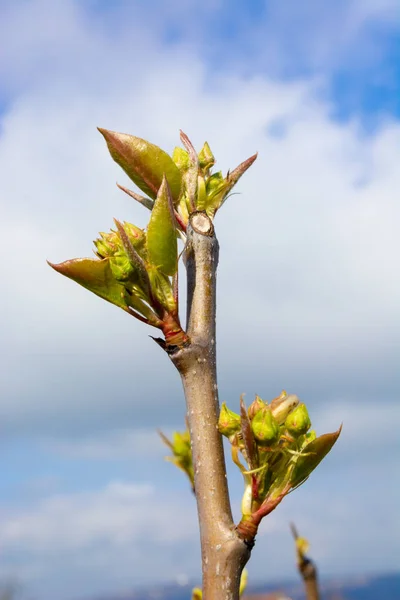 Pêra Brotos Início Primavera Pronto Para Ser Aberto — Fotografia de Stock