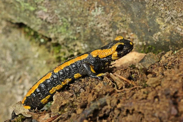 Salamandra Fuoco Salamandra Salamandra Nel Parco Nazionale Kellerwald — Foto Stock