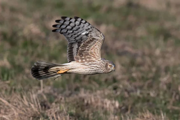 Schilderachtig Uitzicht Prachtige Vogel Natuur — Stockfoto