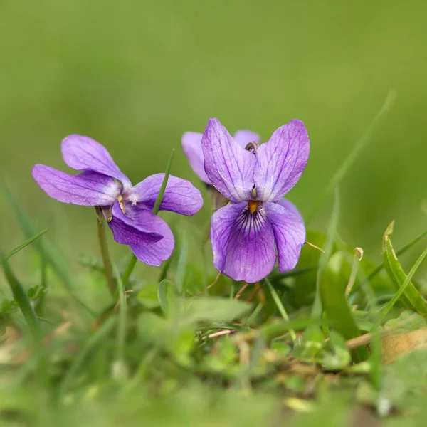 Güzel Çiçekler Çiçek Konsepti — Stok fotoğraf