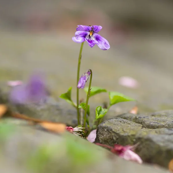 Krásný Botanický Záběr Přírodní Tapety — Stock fotografie