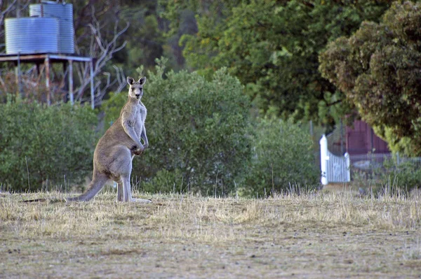Kangur Australijskiej Wsi — Zdjęcie stockowe