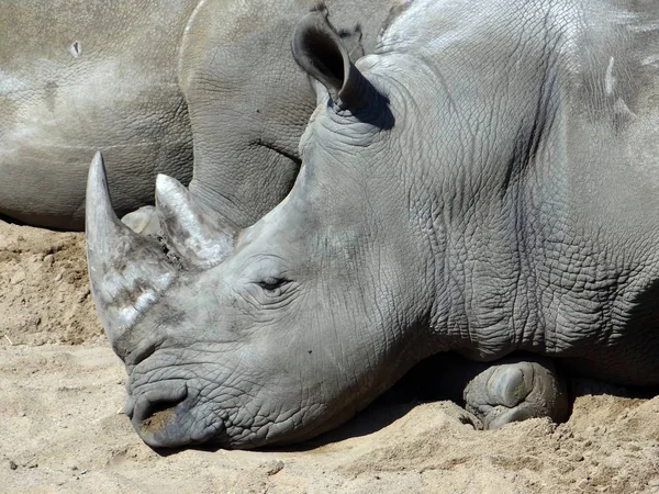 Rhino Animals Wildlife Flora Fauna — Stock Photo, Image