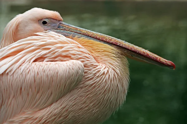 Witte Pelikaan Portret — Stockfoto