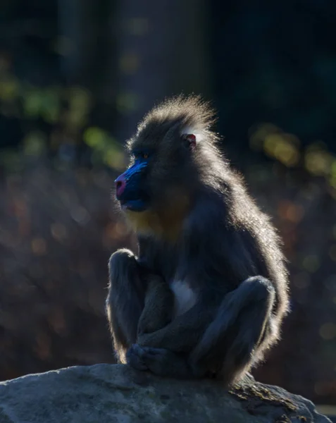 Mandrill Monkey Animal Salvaje — Foto de Stock