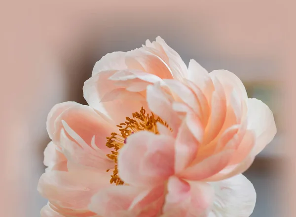 牡丹の花びら植物 — ストック写真