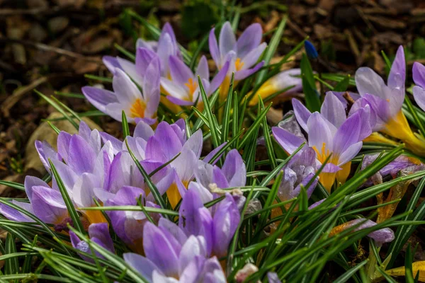 Flores Croco Florescer Flora Primavera — Fotografia de Stock