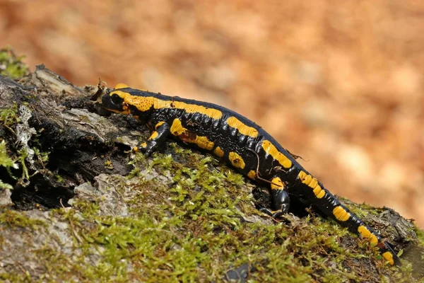 Salamandra Salamandra Salamandra Parque Nacional Kellerwald — Fotografia de Stock