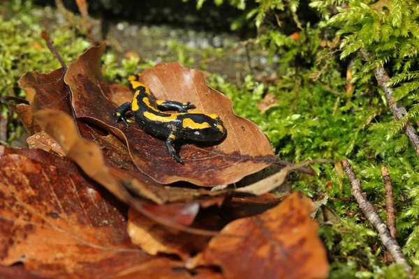 Young Fire Salamander Salamandra Salamandra Kellerwald National Park — Stock Photo, Image