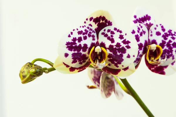 Vue Rapprochée Orchidée Sur Fond Blanc — Photo