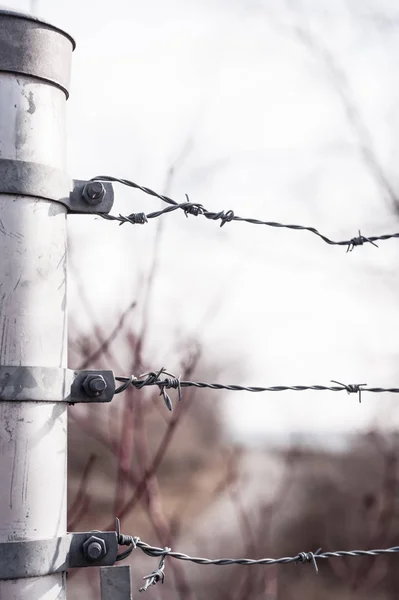 Parantez Bulanık Dalları Karşı Ilmekledi Metal Çit Için Bağlı Barb — Stok fotoğraf