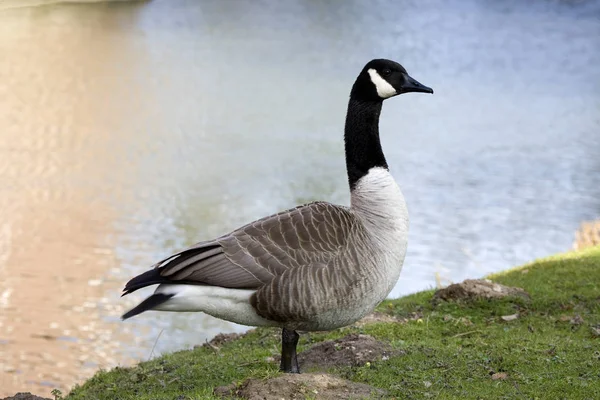 Ganso Canadá Branta Canadensis Kalk Parque Del Castillo —  Fotos de Stock