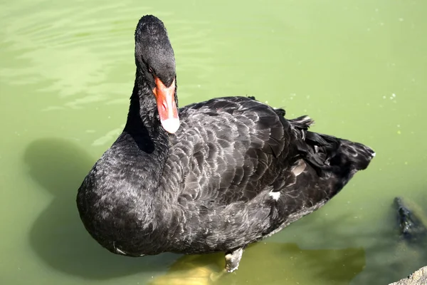 Cisne Negro Cygnus Atratus — Fotografia de Stock