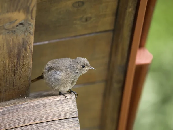 Welp Van Huisrot Phoenicurus Ochruros Onder Het Dak Van Het — Stockfoto