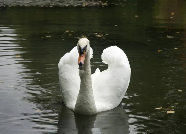 Cisne Mudo Cygnis Olor Mal Almizcle —  Fotos de Stock