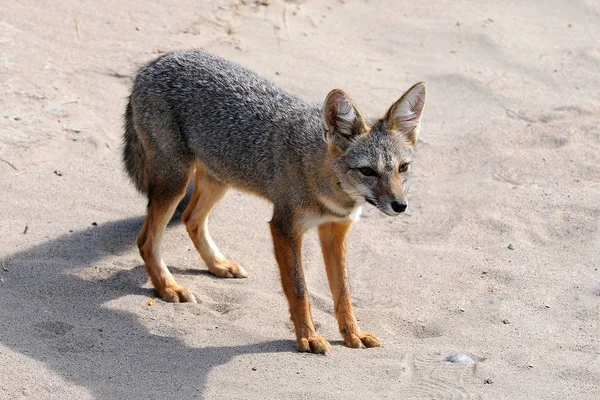 Patagonischer Fuchs Wildes Tier — Stockfoto