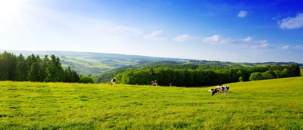 Mező Táj Tehén Nyári Táj Zöld Sun — Stock Fotó