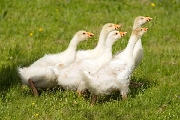 Young Domestic Geese Young House Geese — Stock Photo, Image