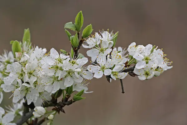 Körsbärsblommor Vårträd Blommor Grenar — Stockfoto