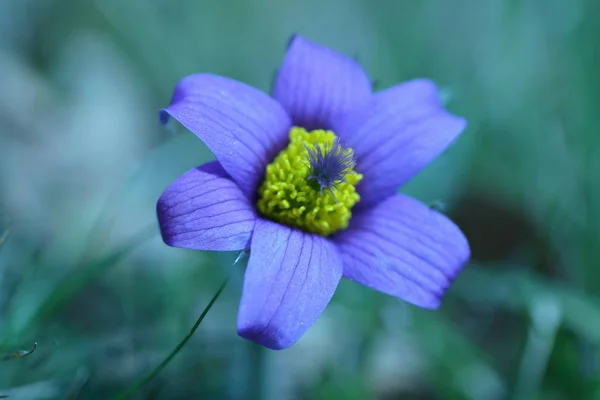 Bel Colpo Botanico Carta Parati Naturale — Foto Stock