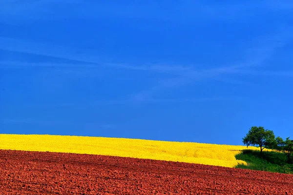 Spring Splendor Weather Dominating Color Play Red Field Rape Blossom — Stock Photo, Image