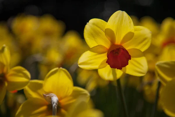 Hermosa Flor Primavera Narciso Narciso —  Fotos de Stock