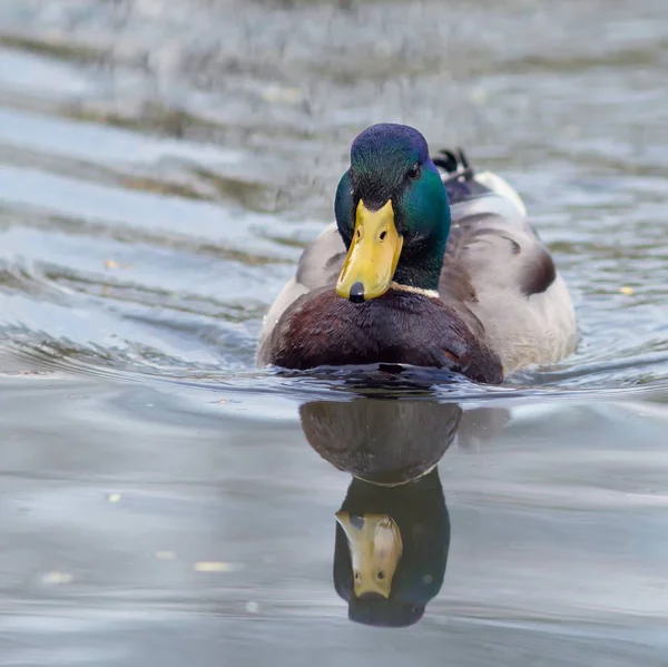 Male Stockente Male Mallard — Stock Photo, Image