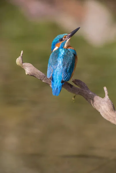 Közelkép Kilátás Kingfisher Madár Vad Élet — Stock Fotó