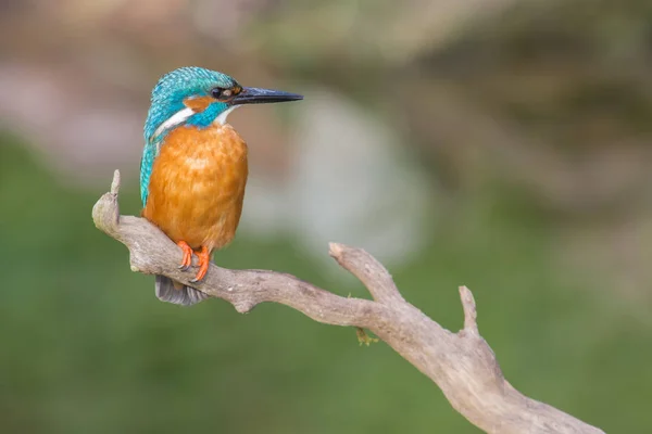 Detailní Pohled Ptáka Ledňáčka Divokém Životě — Stock fotografie