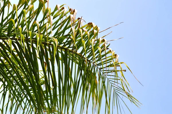 Leuchtend Grüne Palmenwedel Einer Königspalme Vor Hellem Himmelshintergrund Naturlandschaft Florida — Stockfoto