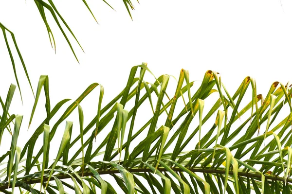 Heldere Groene Palm Frond Van Een Koningin Palm Boom Tegen — Stockfoto