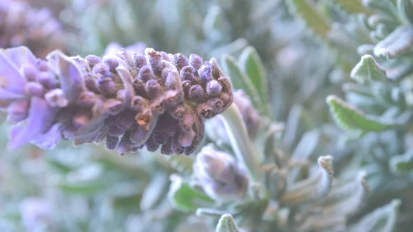 明るい白の背景でバックライト付きの花でフランスのラベンダー植物 簡単なテキストオーバーレイのためのフェード画像 — ストック写真