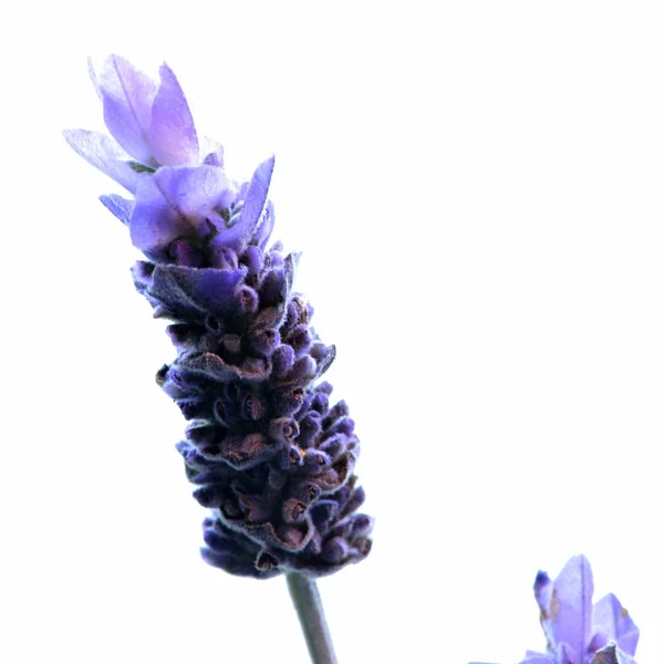 Fábrica Lavanda Francesa Flor Retroiluminada Com Fundo Branco Brilhante — Fotografia de Stock