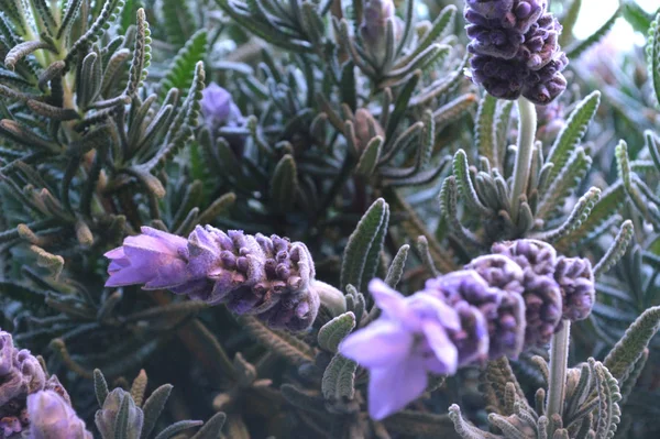 Soft pastel photo of lavender plant in full bloom.