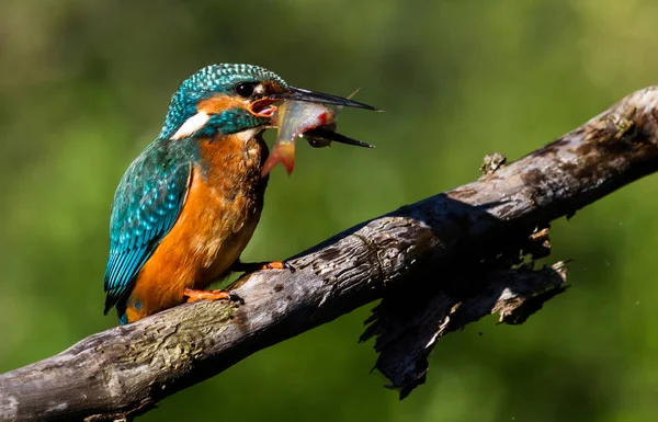 Közelkép Kilátás Kingfisher Madár Vad Élet — Stock Fotó
