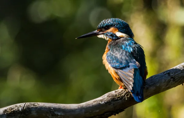 Vista Close Pássaro Kingfisher Vida Selvagem — Fotografia de Stock