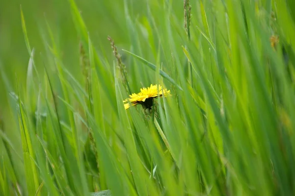 Gelbe Löwenzahne Auf Grünem Gras — Stockfoto