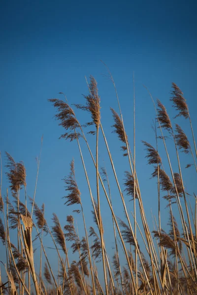 Reed Grama Contra Céu Azul Profundo — Fotografia de Stock