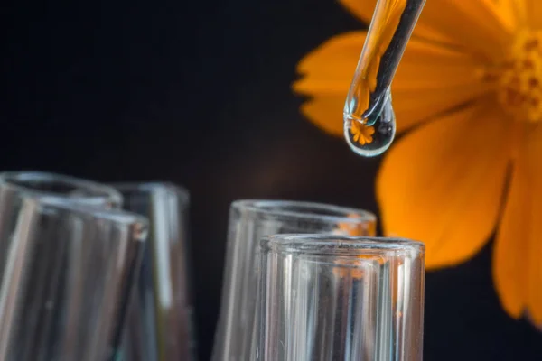 Reflexão Flor Enxofre Cosmos Gota Água Tubo Ensaio — Fotografia de Stock