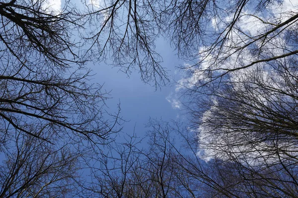 Círculo Arranjado Árvore Tops Abre Uma Lacuna Para Céu Azul — Fotografia de Stock