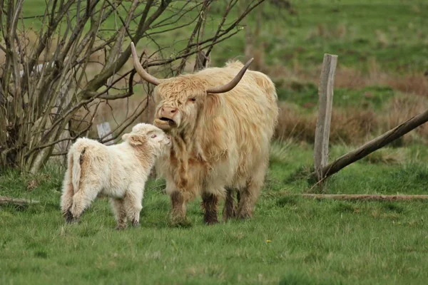 ブロンドスコティッシュハイランド牛とカーフ — ストック写真